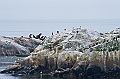 Alaska Wildlife-8